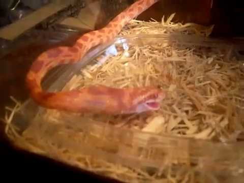 video phone beyonce mp3 Маисовый полоз Elaphe guttata albino ест мышонка голыша