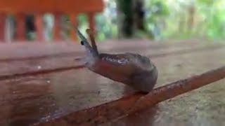 East African Slug - Limacidae (HD)