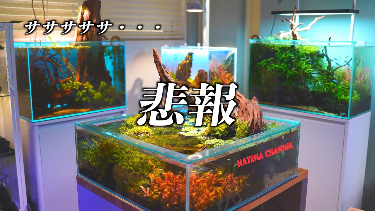 水槽 takahina YouTube