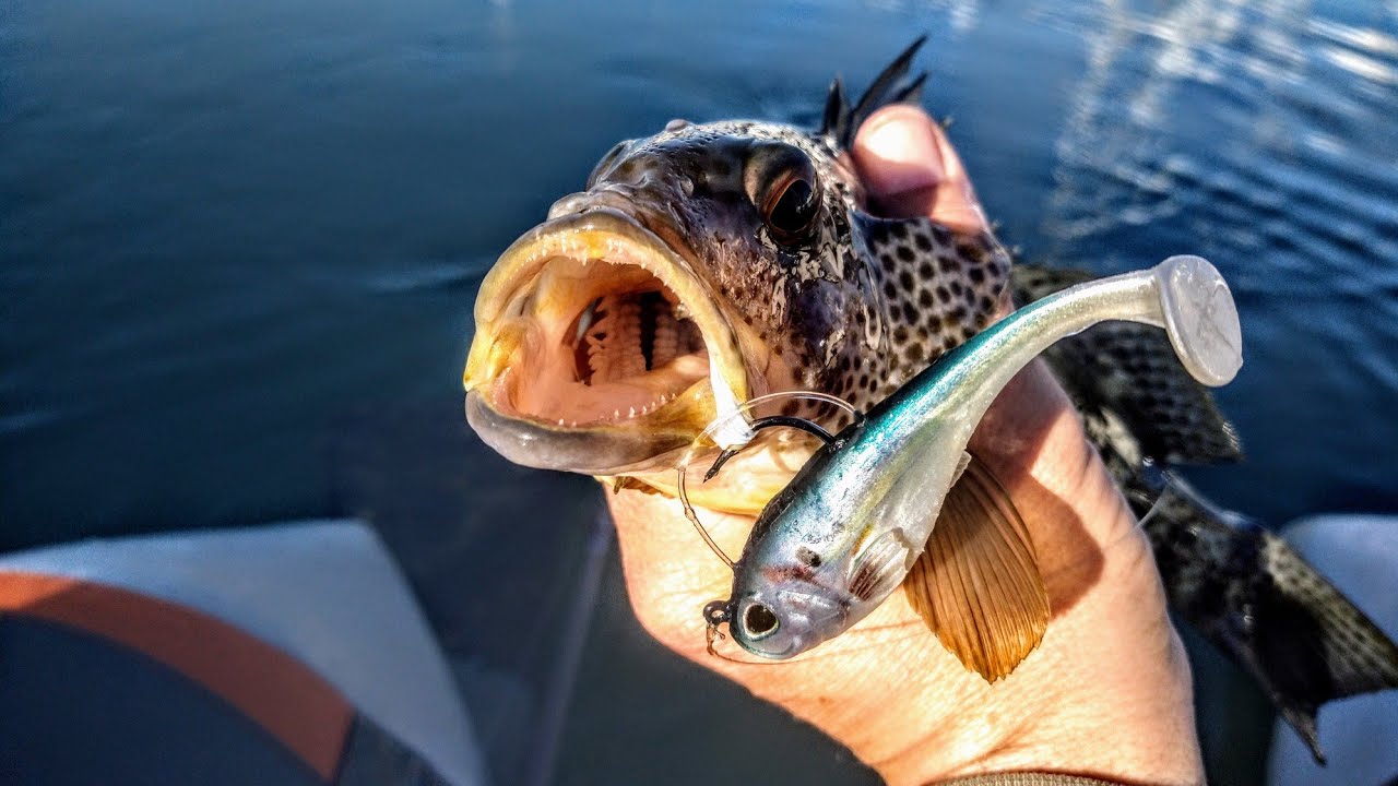 Fishing For Spotted Bay Bass In San Diego CA YouTube