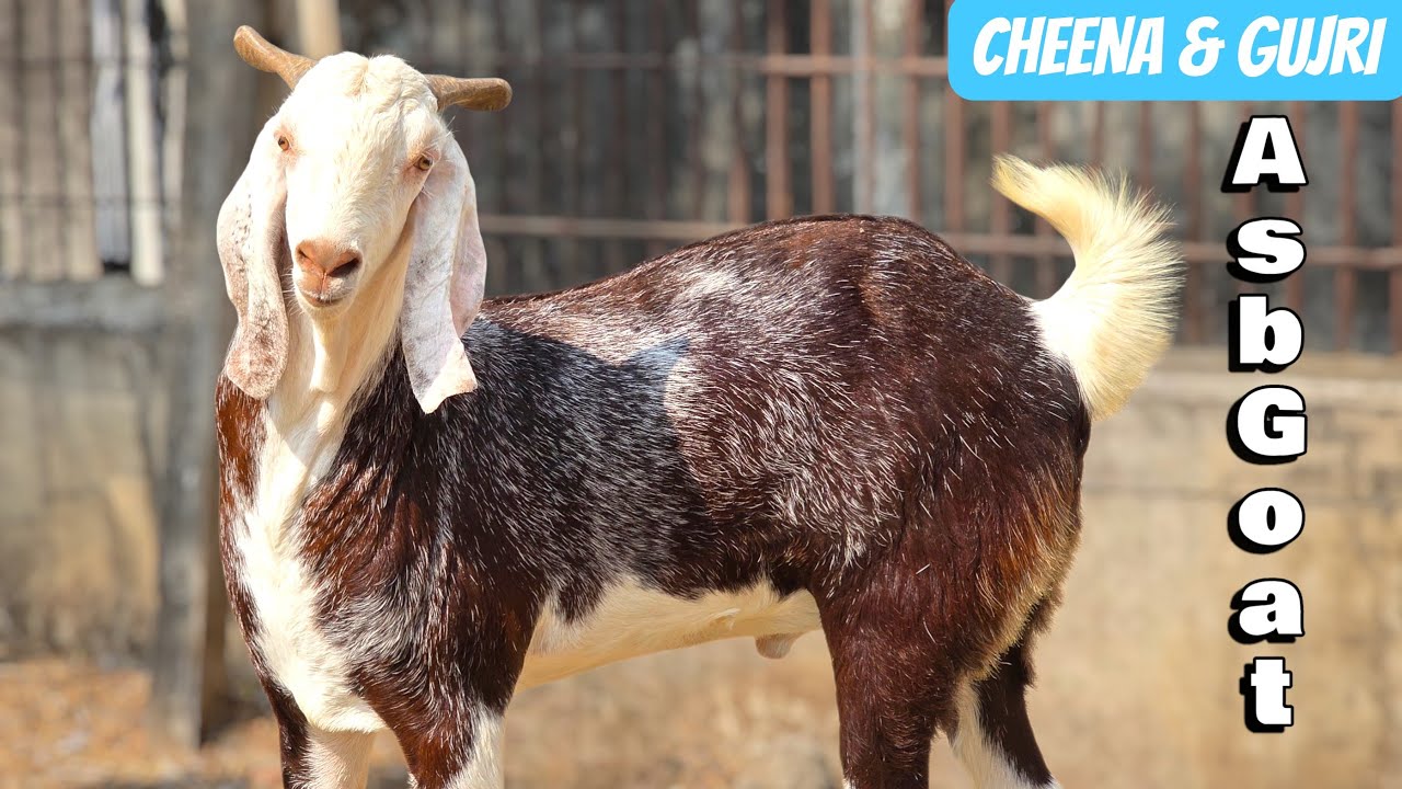 A S B GOAT CHEENA & GUJRI ANGREZ TRENDING KHASSI GOAT 