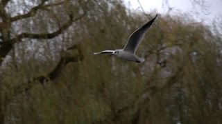 Sony Rx10M2 - 250Fps Slow Motion - Seagulls In Flight - Sanders Park