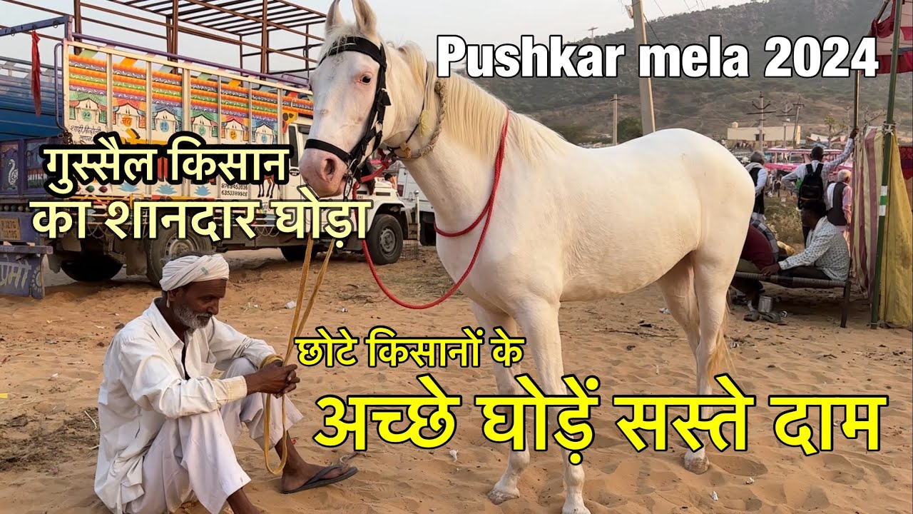 Chhote Kisano ke ache ghode saste daam | pushkar mela 2024 | live horse deal