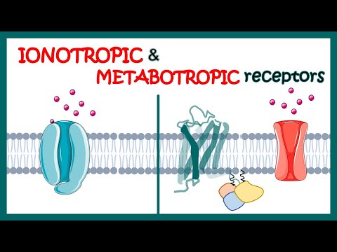 Video: I sammenligning med ionotrope reseptorer metabotropiske reseptorer?