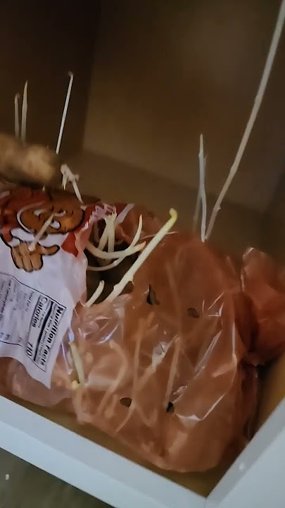 Last of us# my house#PeterLA