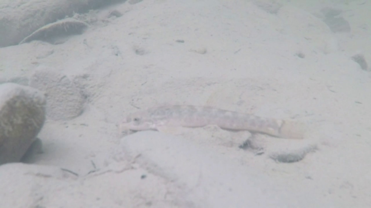 Nemacheilus barbatulus - grindelul