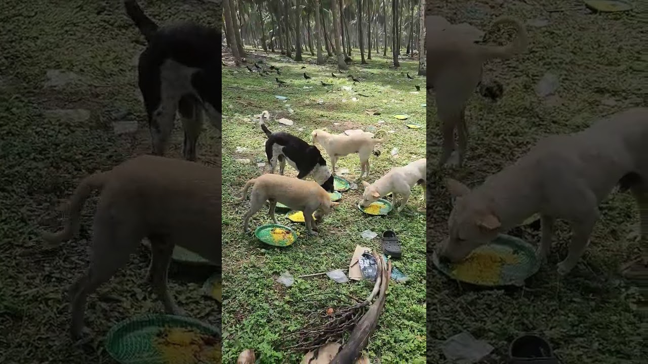 street dogs feeding program  