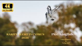 Pied Kingfisher in Cyprus 2026' record + Eng Narration 4k + Greek Subs
