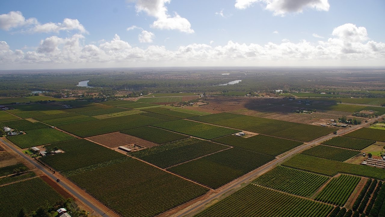 Australian dried grapes