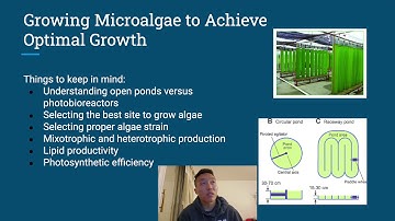 Biofuel Production from Microalgae