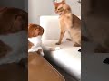 • “En Komik Kedi Videoları | Kahkaha Garantili!” •“Funniest Cat Videos | Laughter Guaranteed
