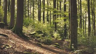 🌳 4K - Relaxing Nature Sounds For Stress Relief, Forest Sounds, Bird Song, No AI