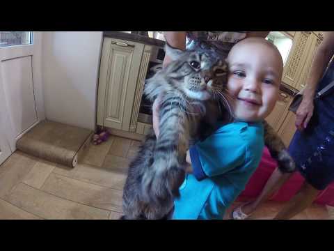 Видео: Кошки и дети мейн-кун: отличное сочетание
