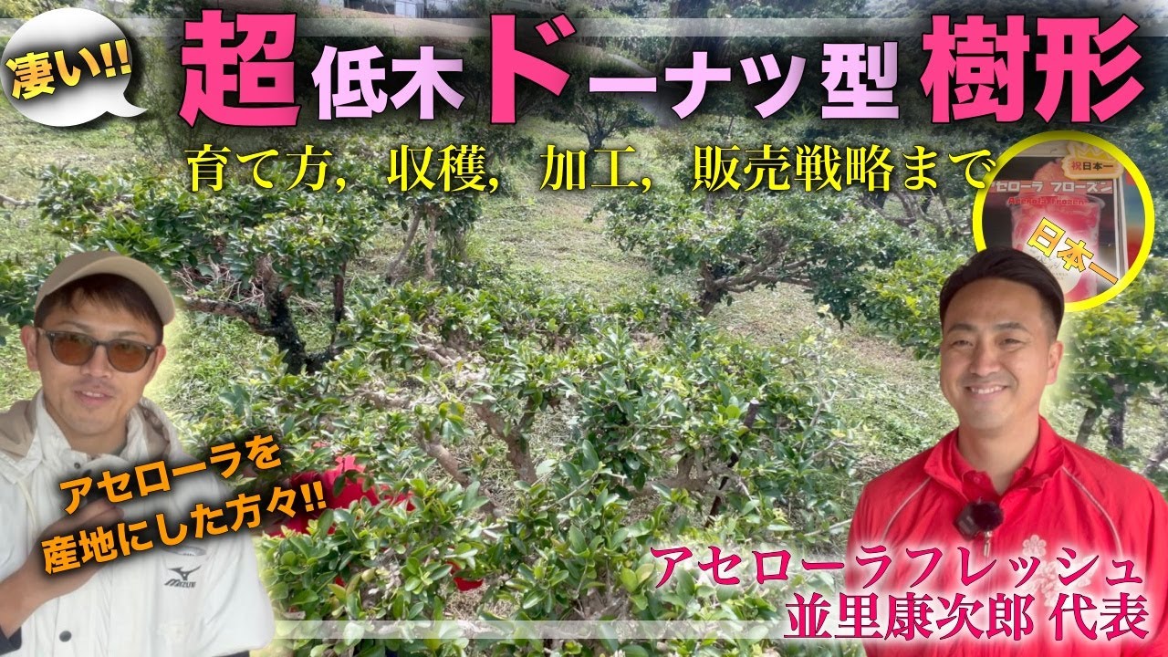 【凄い!!】アセローラの育て方・木の仕立て方，開花コントロールなど，収穫から加工まで！！！本部町で一大産地を築いた秘話や日本一になったドリンクとは！？【アセローラフレッシュ 並里康次郎さん】