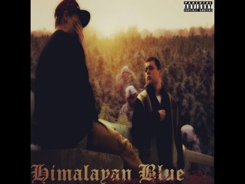 Yu Dnt Smk | Young Sad & Blue | Himalayan Blue