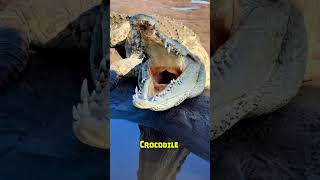 These are the most dangerous animals ever!