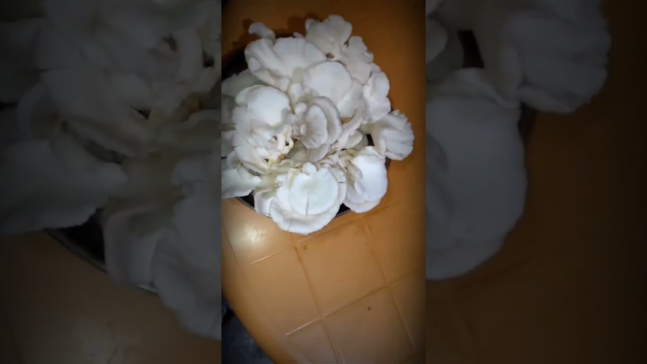 Mushroom(Part 1)check description