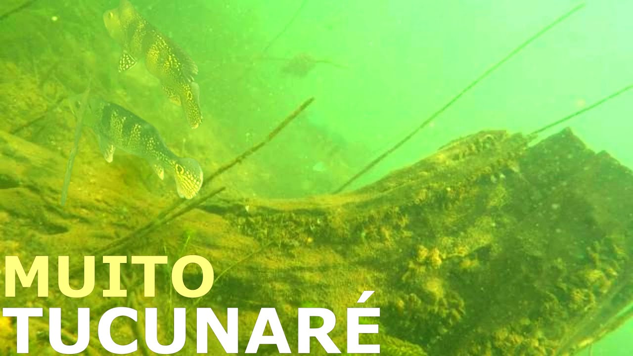 PESCA SUB - DIA DOS BRUTOS | FAMA SUB | #pescasub # RIO GRANDE #fishing .