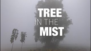 Trees Are Beautiful In The Mist Village Vlogs Countryside Vlog Rural Area Trees The Mist