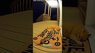 A naughty mouse 🐁 lights a firecracker and runs away 😂 #pets #mouse #cat #cats #lovecats #sora2 #ai