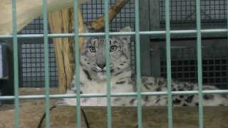 濡れた毛をペロペロ ユキヒョウ