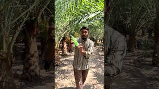 খেজুর গাছ ভালো রাখতে গাছি অসাধারণ বুদ্ধি #villagelife #Agriculture #farmers