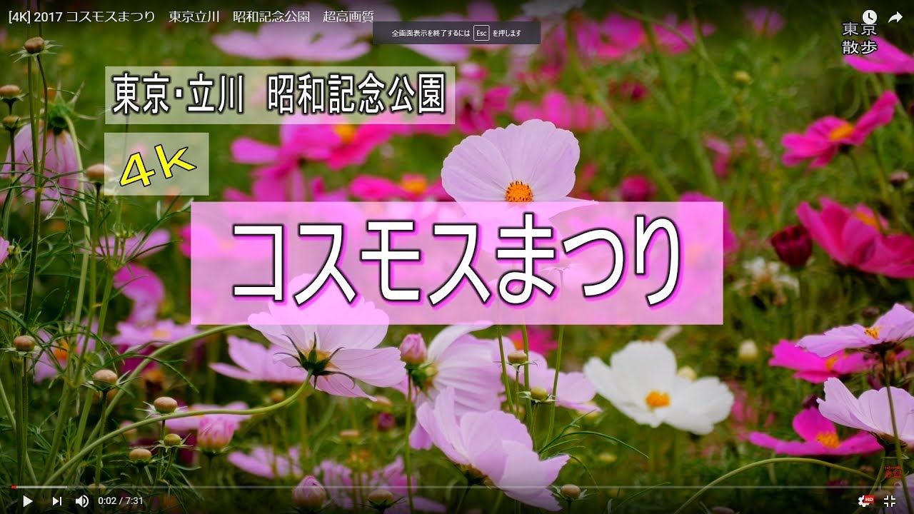 4k 17 コスモスまつり 東京立川 昭和記念公園 超高画質 Youtube