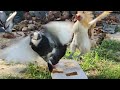 mother chicken attacks the pigeons to get food for her baby chicks - angry chicken