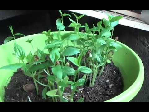 Vidéo: Comment faire pousser des mirabelles à partir de graines ?