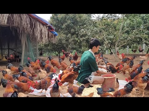 Cut grass for plants.  My son is very good at taking care of pigs and chickens. (Ep 189).