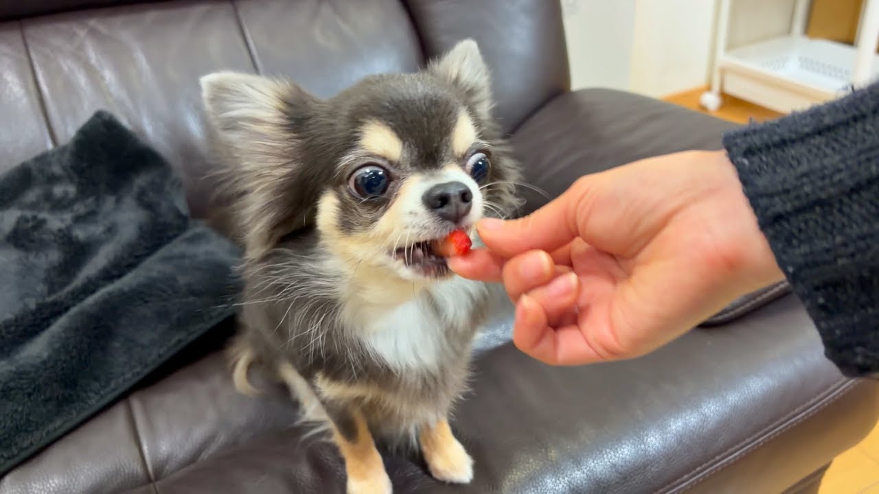 いちごを爆速で完食するチワワ