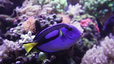 Deep Healing Music, Underwater Relaxation Music, Instant Relief from Stress and Anxiety, Calm Nature