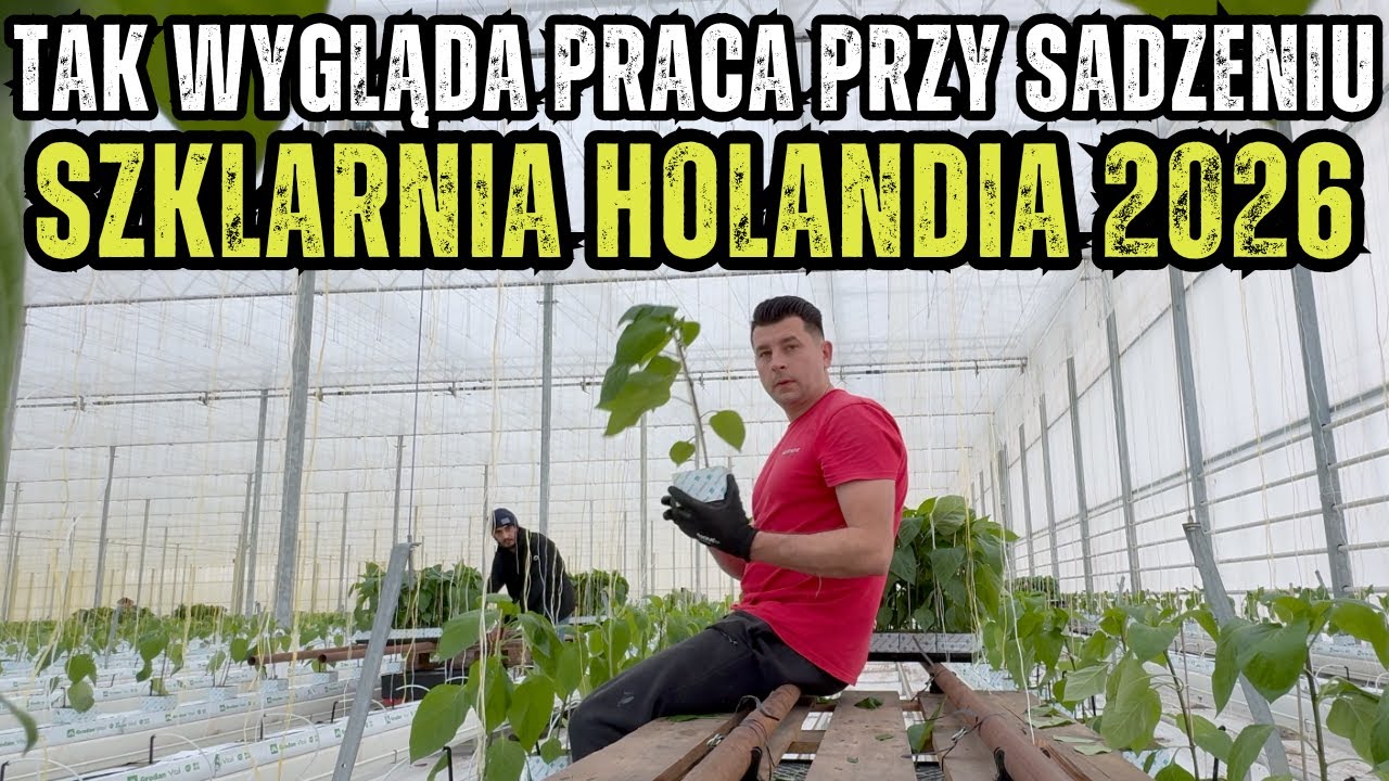Sadzenie papryki w Holandii – dzień z życia na szklarni
