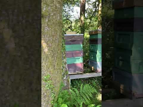 While I was packing nucs today Andy headed out with a truckload of supers.