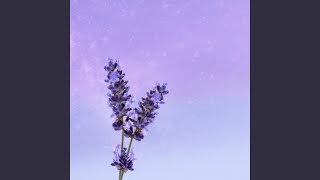 Lavender Daydreams