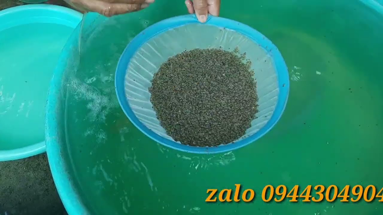 cách ương cua tiêu. trại cua giống Năm Căn Cà Mau