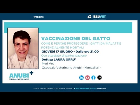 Video: Nuove Linee Guida Per La Vaccinazione Del Gatto Che Dovresti Sapere