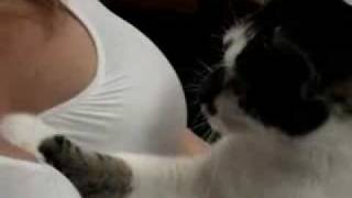 Cat Massages Girl Cat Massages Girl