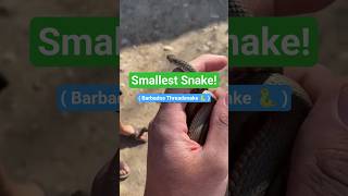 Smallest Snake Meet The Tiny Barbados Threadsnake Smallest Snake Vs Anaconda & King Cobra