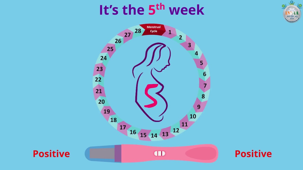 Safe Motherhood - Fifth Week Pregnancy (Part 1) - YouTube