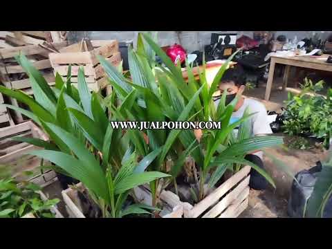 Sukses Bertanam dengan Bibit Kelapa Kopyor Unggulan! (Proses Packing)