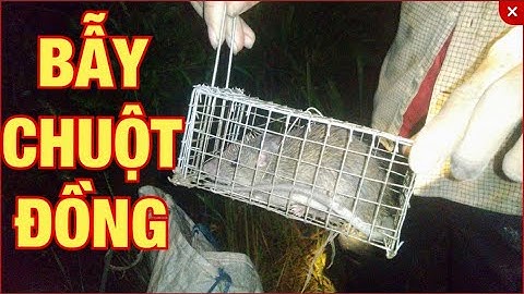 Bẫy Chuột Đồng Bằng Lòng Không Mồi Ở Miền Tây - Phần 1 | Tập 4