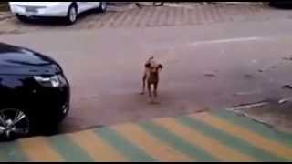 Dog dances latino when music starts
