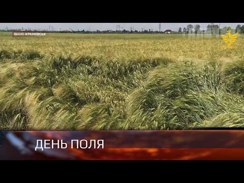 Поблизу Івано-Франківська провели День поля