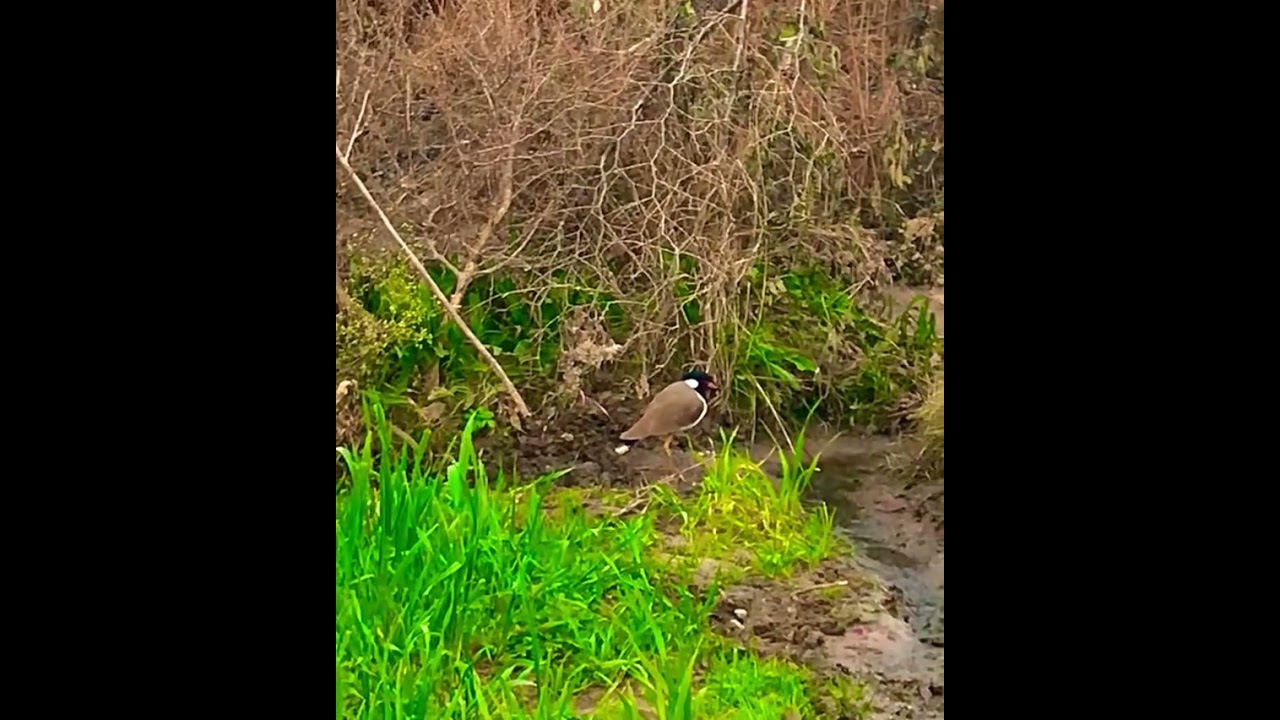 Lapwing Bird…….