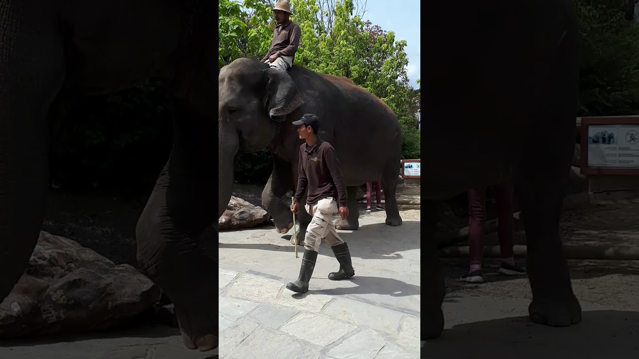 Nesa aux zoo 7 - YouTube