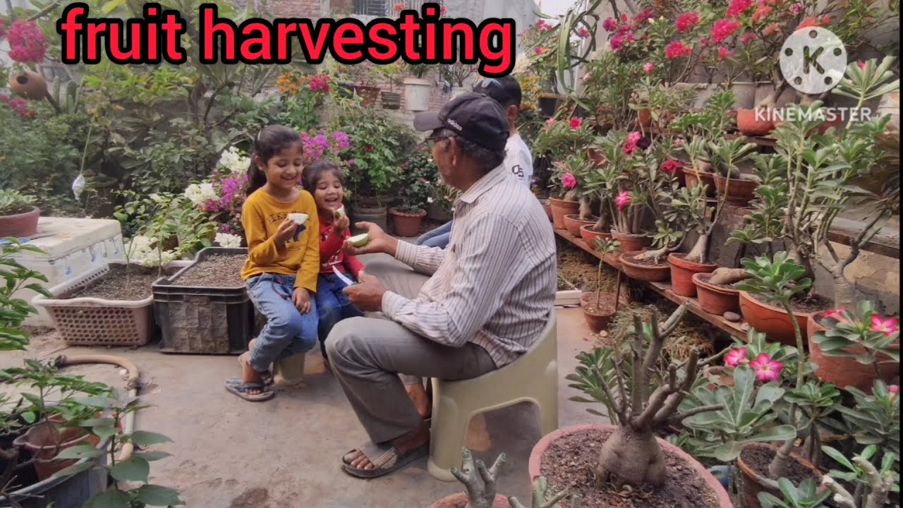 fruit ki harvesting fruit YouTube