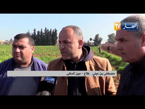 عين الدفلى منتجو البطاطا يستغيثون والكساد يهدد منتوجهم الفلاحي