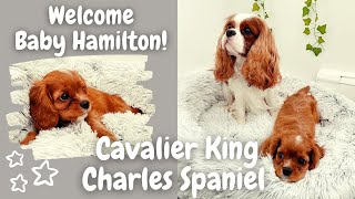 Getting Another Cavalier King Charles Spaniel!! | Meet Our New Puppy!!