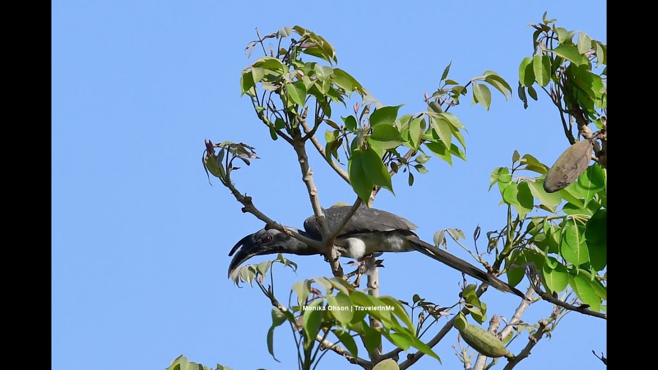 Balcony Birding Indian Grey Hornbill